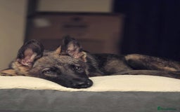 German Shepherd dogs for sale: German shepherd  - Image 6