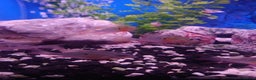 Other/Mixed Breed fish for sale: Fish Stock List - Updated Regularly  - Advert 33