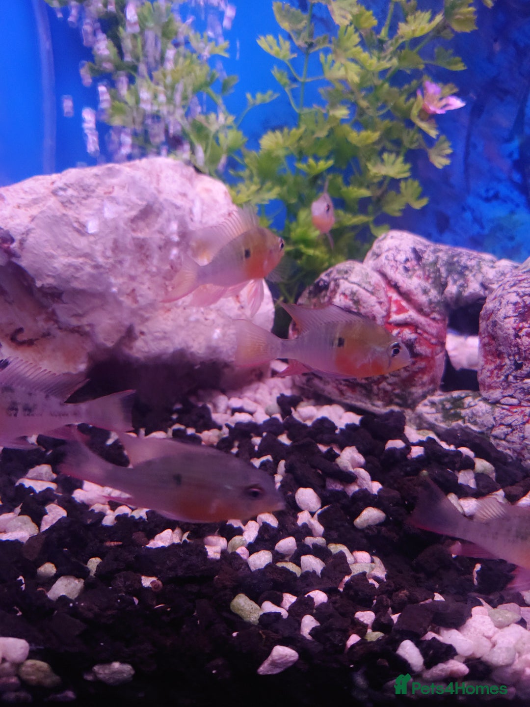 Other/Mixed Breed fish for sale: Fish Stock List - Updated Regularly  - Image 35