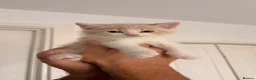 British Shorthair cats for sale: Beautiful British Shorthair Kittens – Ready to go - Advert 6