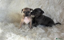 Italian Greyhound dogs for sale: 2 Italian Greyhound Boys  - Image 14