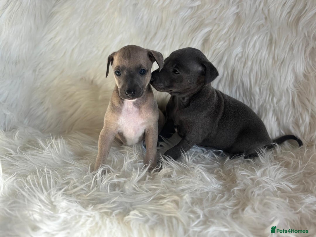 Italian Greyhound dogs for sale: 2 Italian Greyhound Boys  - Image 14