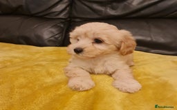 Maltipoo dogs for sale: Maltipoo puppies for sale - Image 7