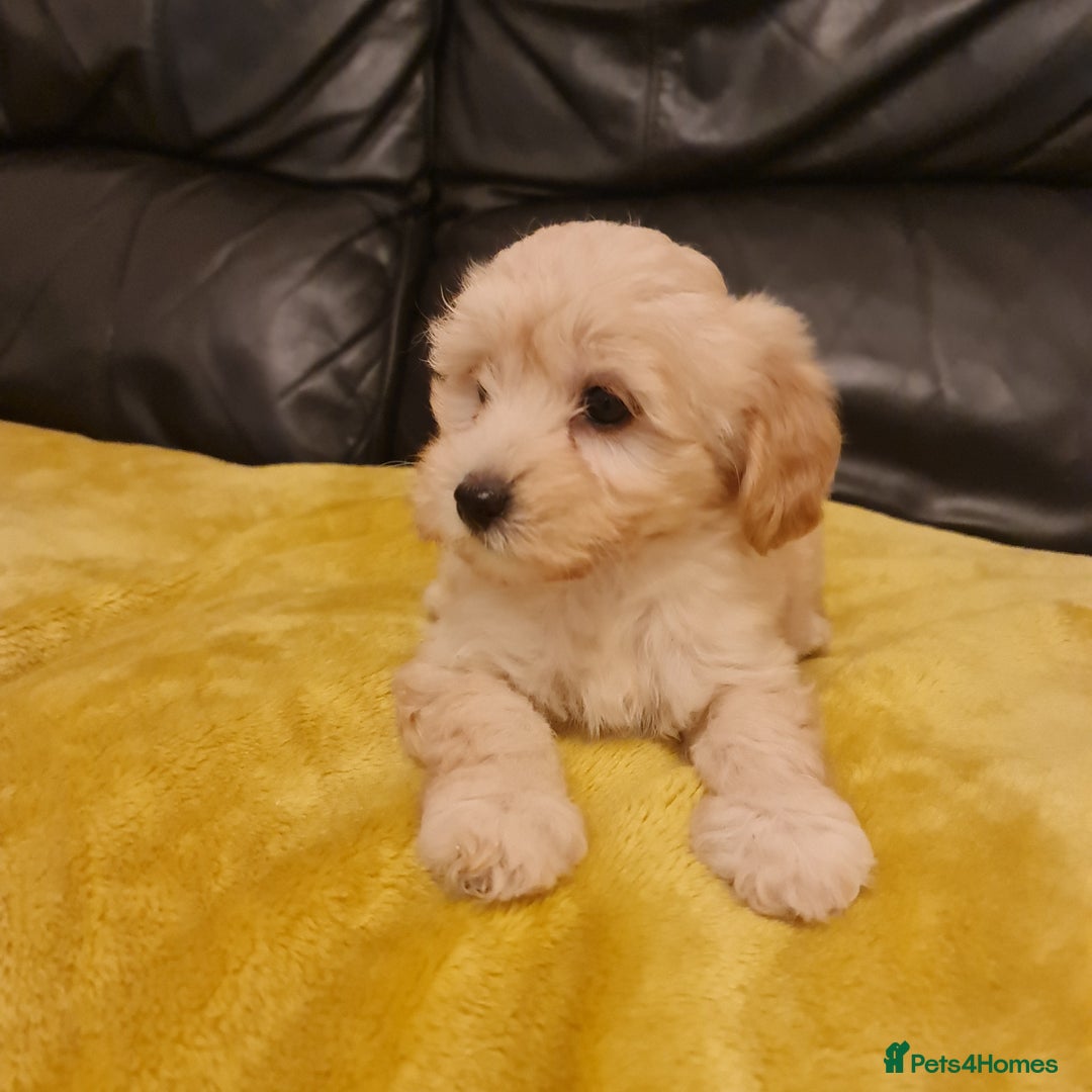 Maltipoo dogs for sale: Maltipoo puppies for sale - Image 7