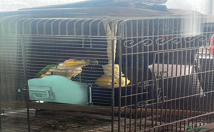 Parrots birds - Advert 1