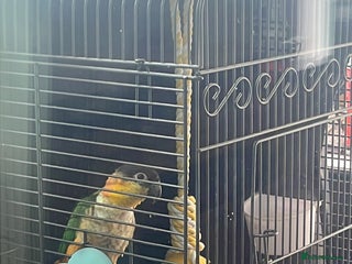 Parrots birds - Advert 8