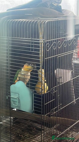Parrots birds - Advert 1