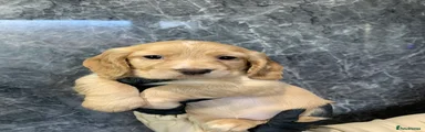 Skye
