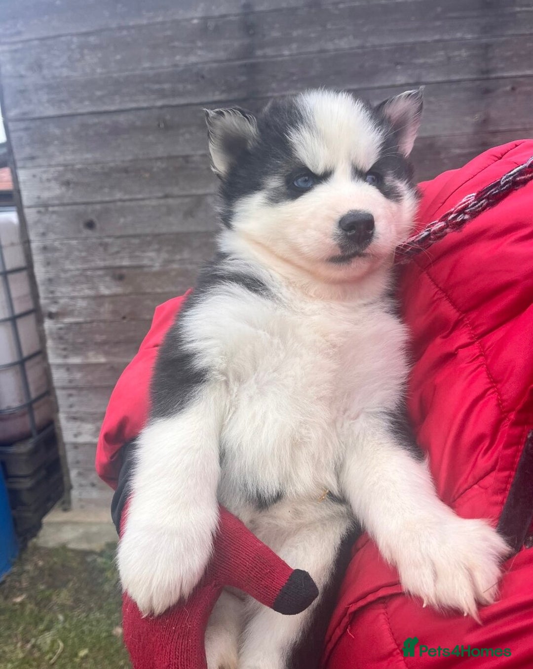 Siberian Husky dogs for sale: 🐶 Siberian Husky puppies ❤️ - Advert 6