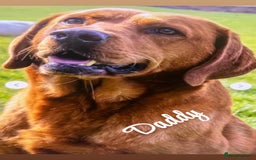 Labrador Retriever dogs for sale: Ready on 11th of December  - Image 3