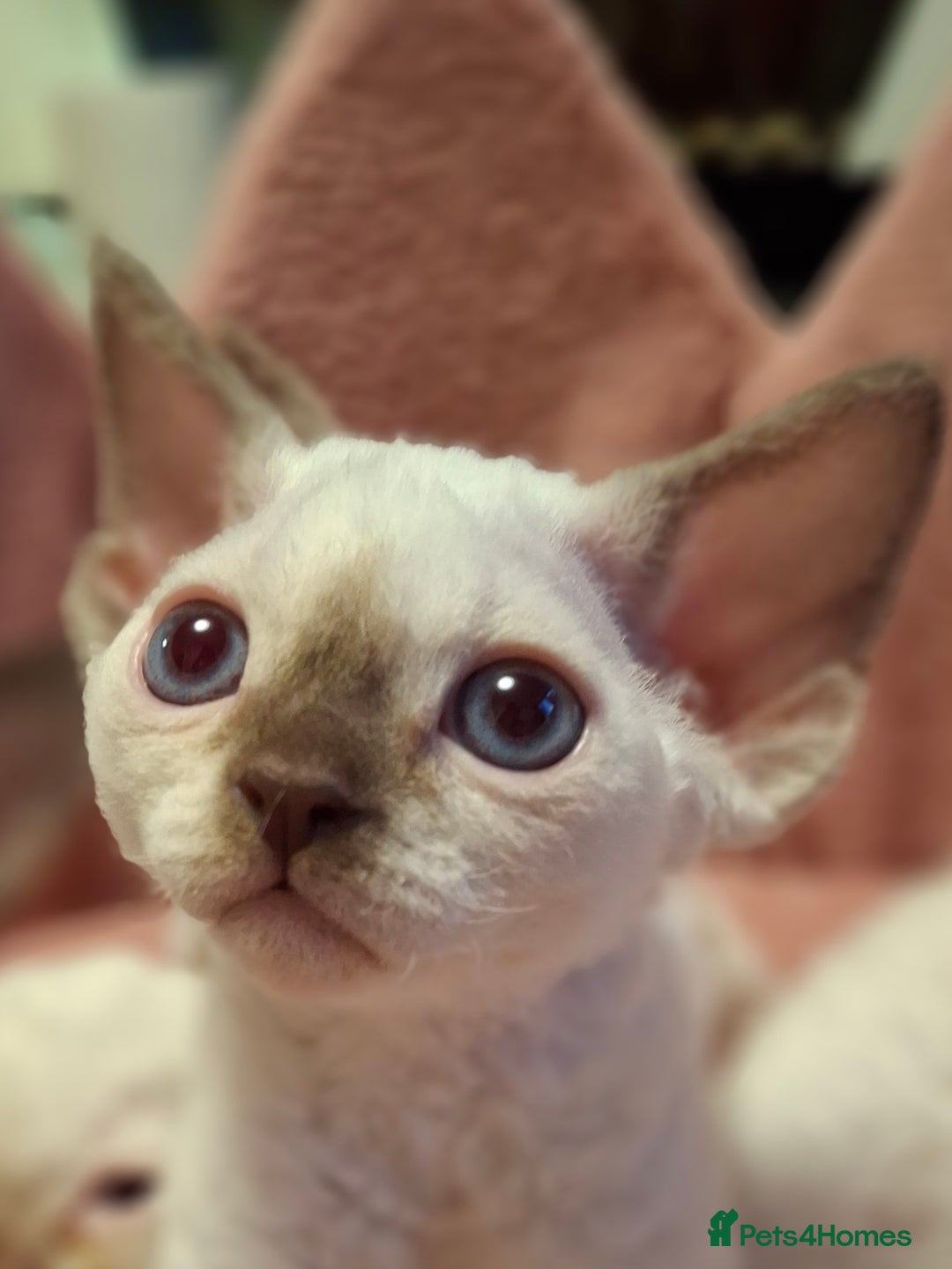 Devon Rex cats for sale: 🐱 Wonderful kittens Devon rex - Image 3