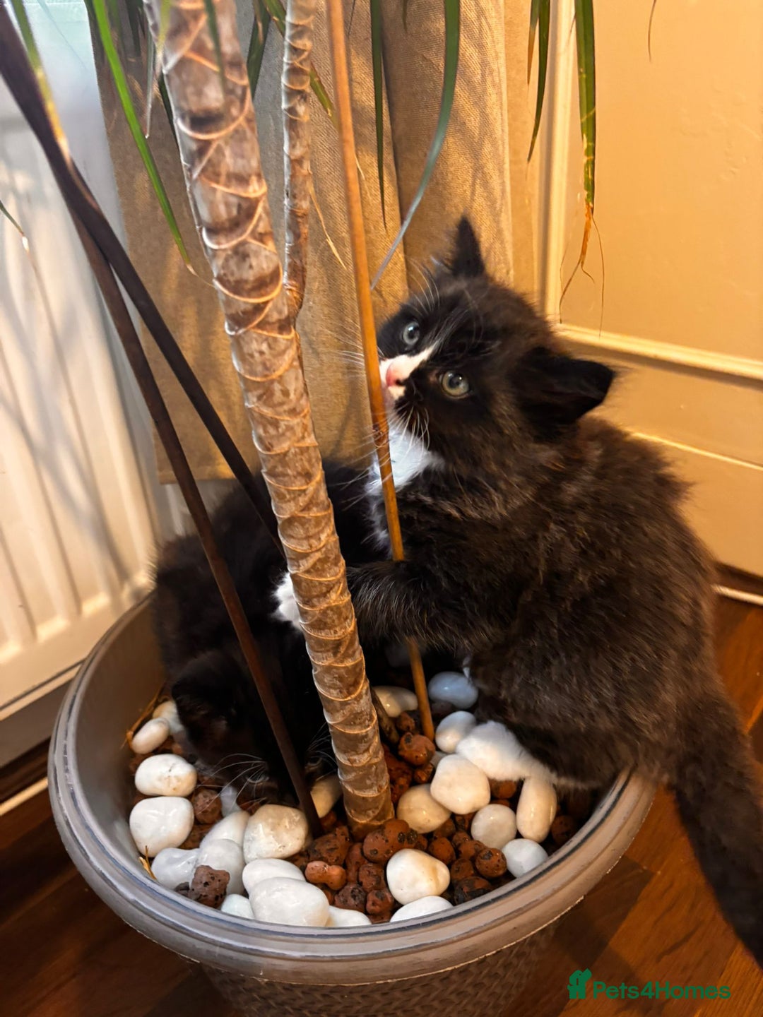 Mixed Breed cats for sale: Ragdoll mixed breed - Advert 14