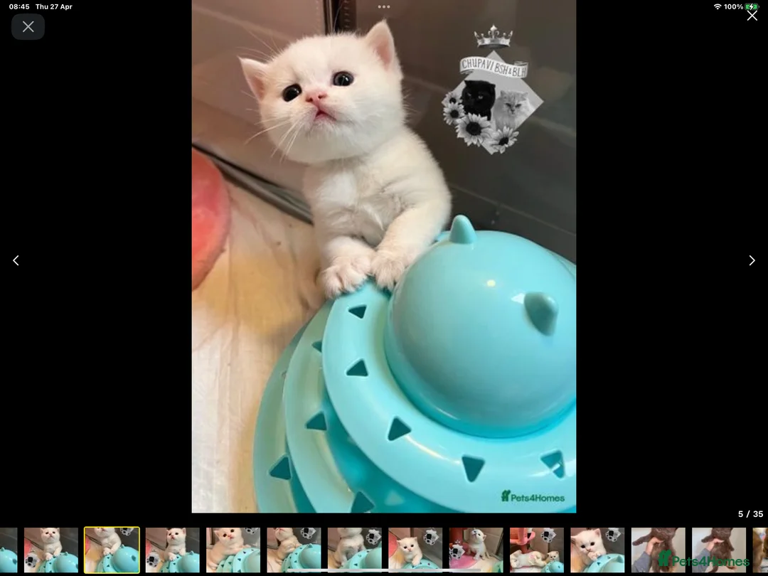 British Shorthair cats for sale: British Shorthair Male  in Yeovil - Advert 8