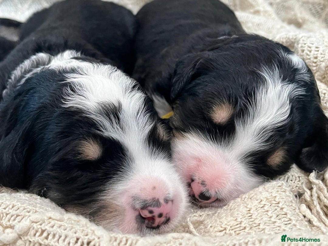 Bernedoodle dogs for sale: Exceptional F1 Bernedoodle Puppies - Advert 12