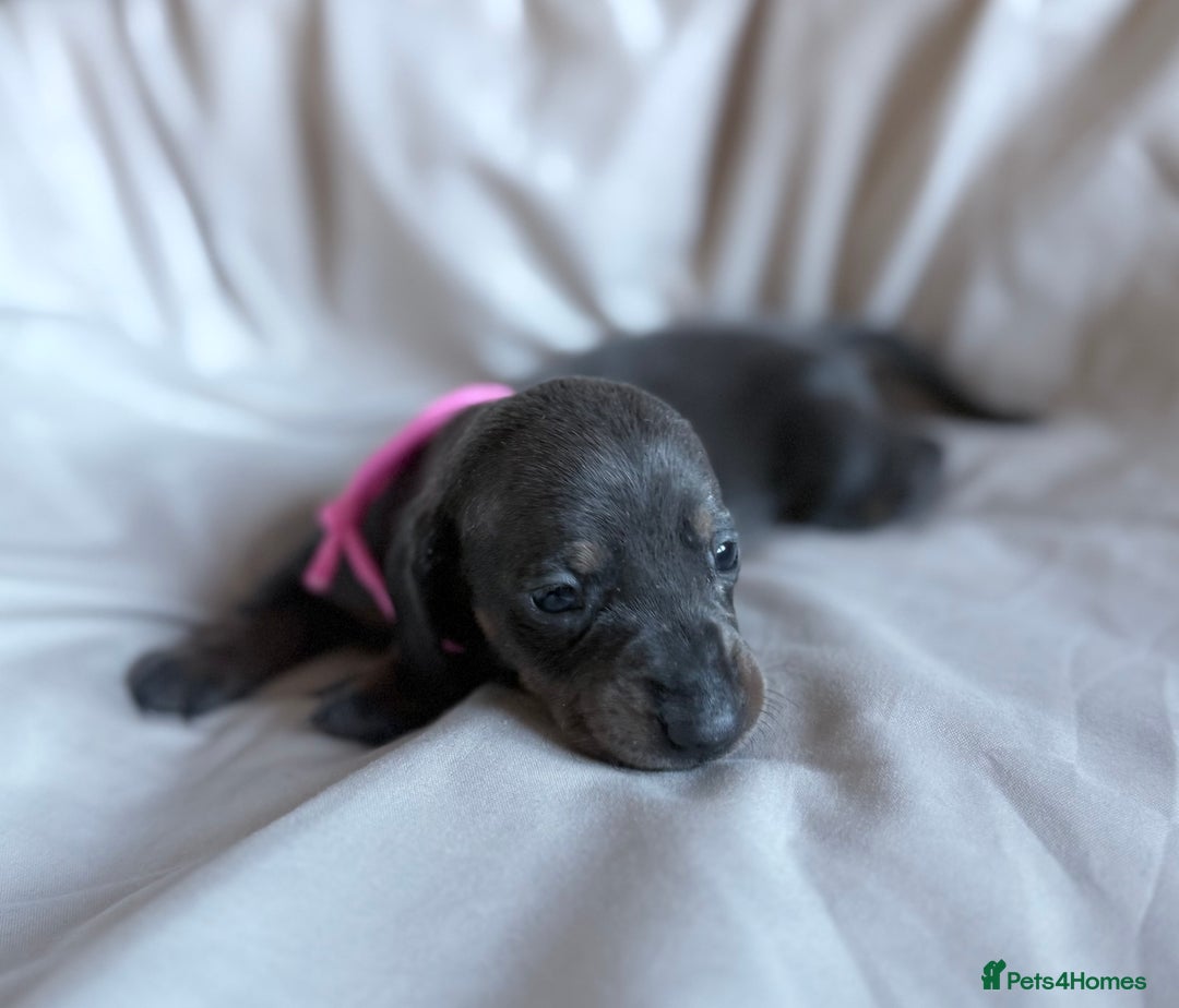 Miniature Dachshund dogs for sale: KC Registered Miniature Dachshunds - Advert 2