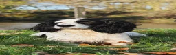 Cocker Spaniel dogs for sale: KC reg working cocker  in South Molton - Advert 5