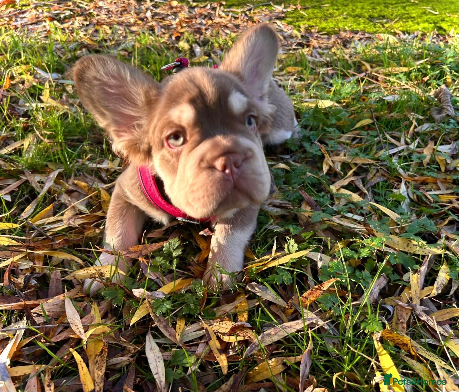 French Bulldog dogs Visual Fluffy New Shade Frenchies 💎  - Advert 5