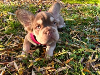 French Bulldog dogs Visual Fluffy New Shade Frenchies 💎 - Advert 16