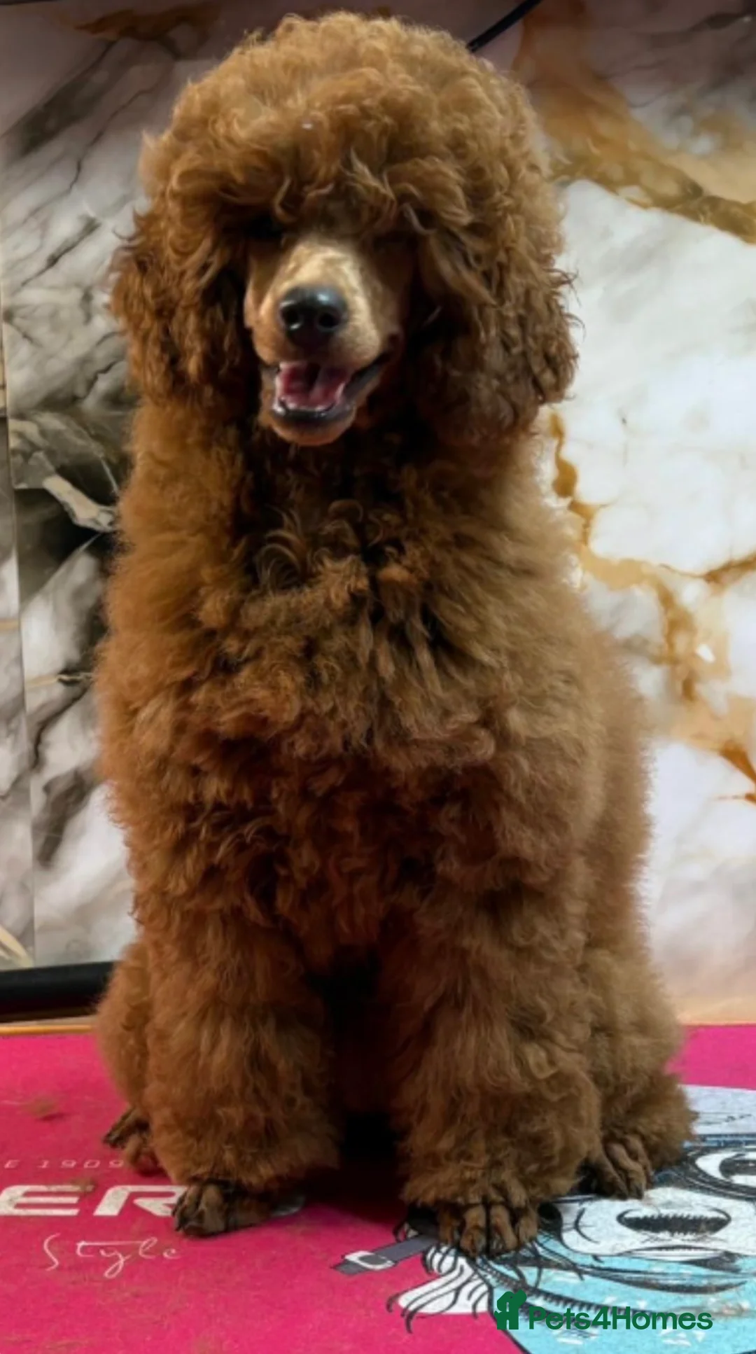 Miniature Poodle dogs for sale: Beautiful Red miniature poodle  - Advert 2