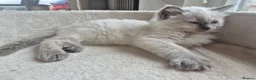 Ragdoll cats for sale: Beautiful ragdolls gccf and tica registered - Advert 24