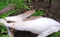 Lionhead rabbits for sale: Two Rabbits - Image 6