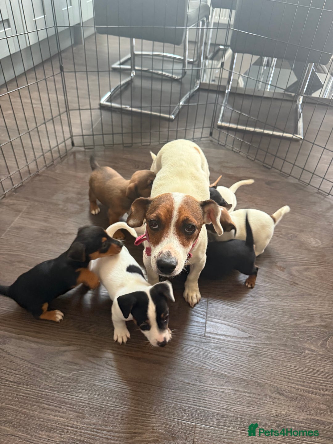 Jack Russell dogs for sale: 8 beautiful jack Russell puppies 5 girls 3 boys  - Image 12