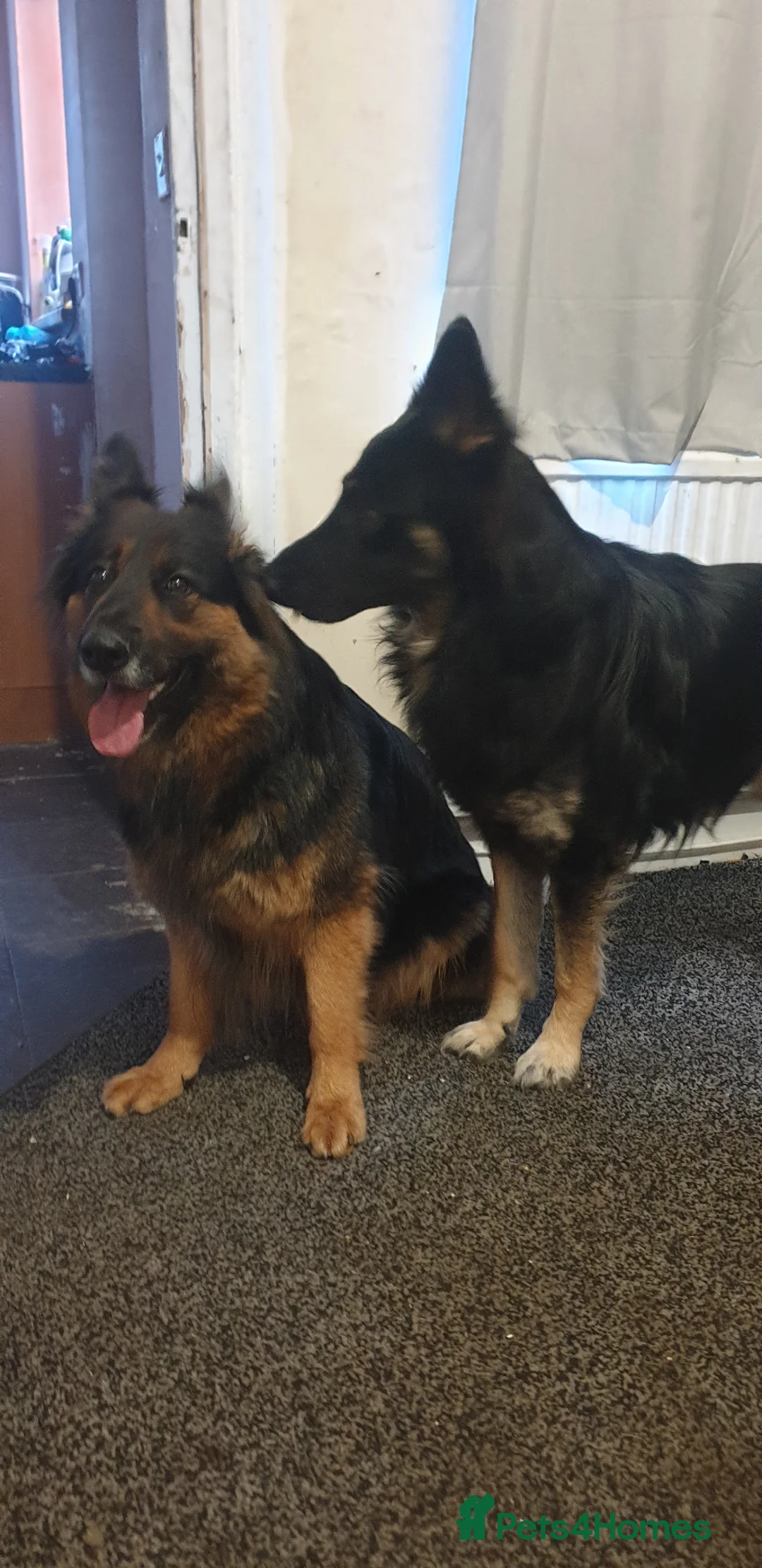 German Shepherd dogs for sale: Full long haired GSD pups - Advert 15