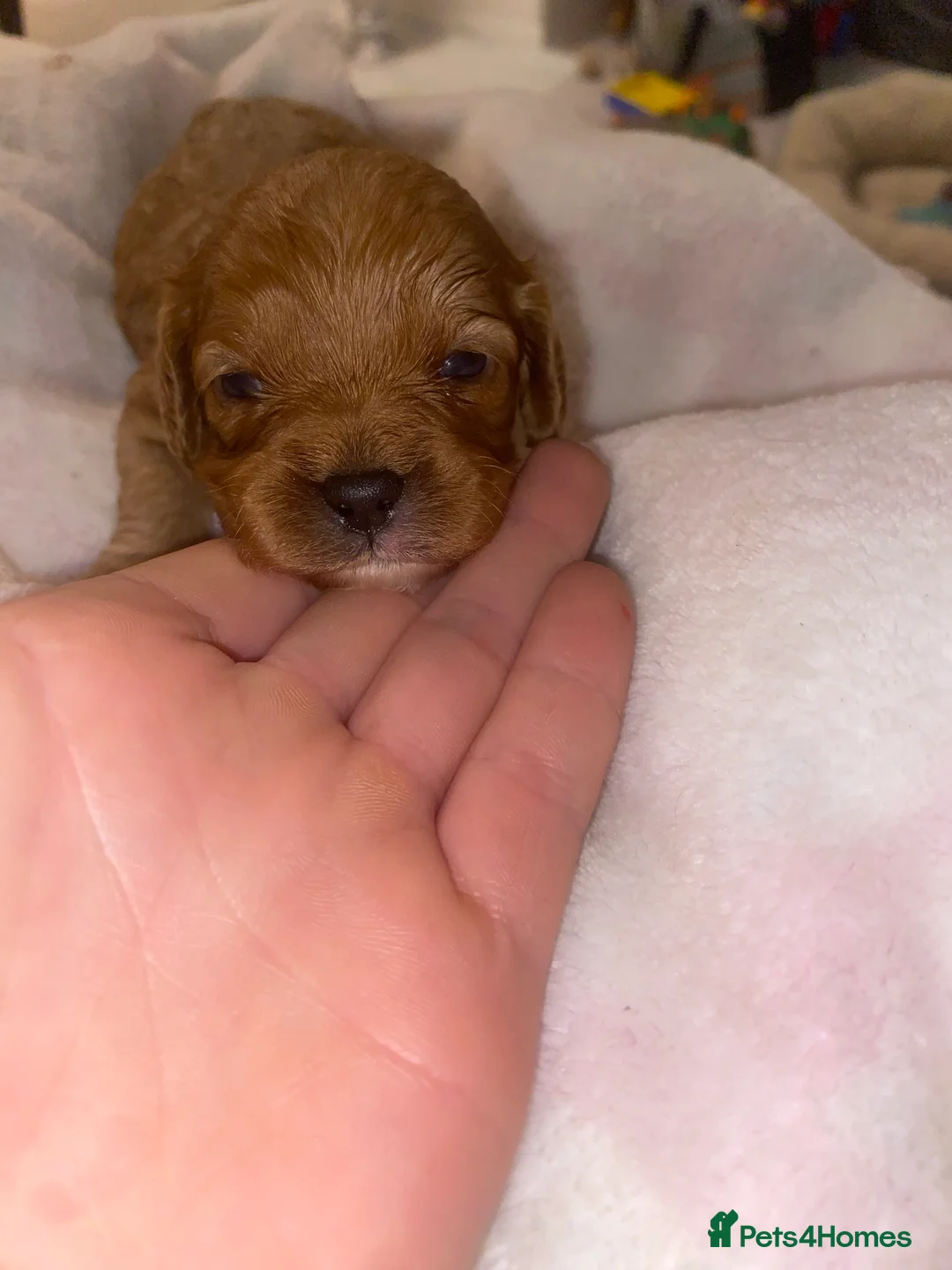 Cavapoo dogs for sale: Toy Cavapoo Health testing parent  - Advert 16