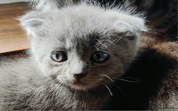 British Shorthair cats for sale: ❤️Gorgeous Scottish Fold/Straight kittens❤️ - Image 29