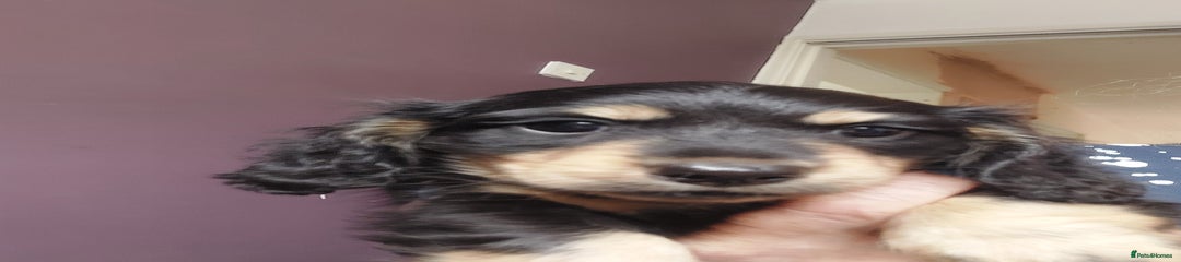 Miniature Dachshund Puppy 1