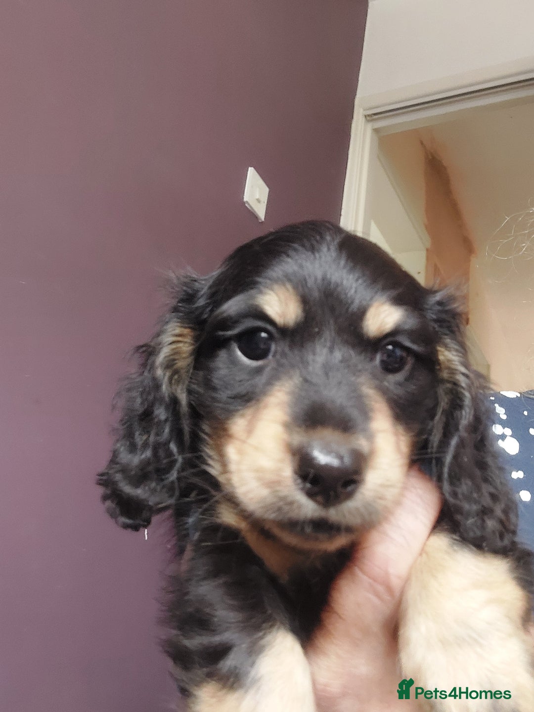Miniature Dachshund dogs for sale: READY NOW BLACK & CREAM KC REG MINI L HAIRED DAXIS - Image 18