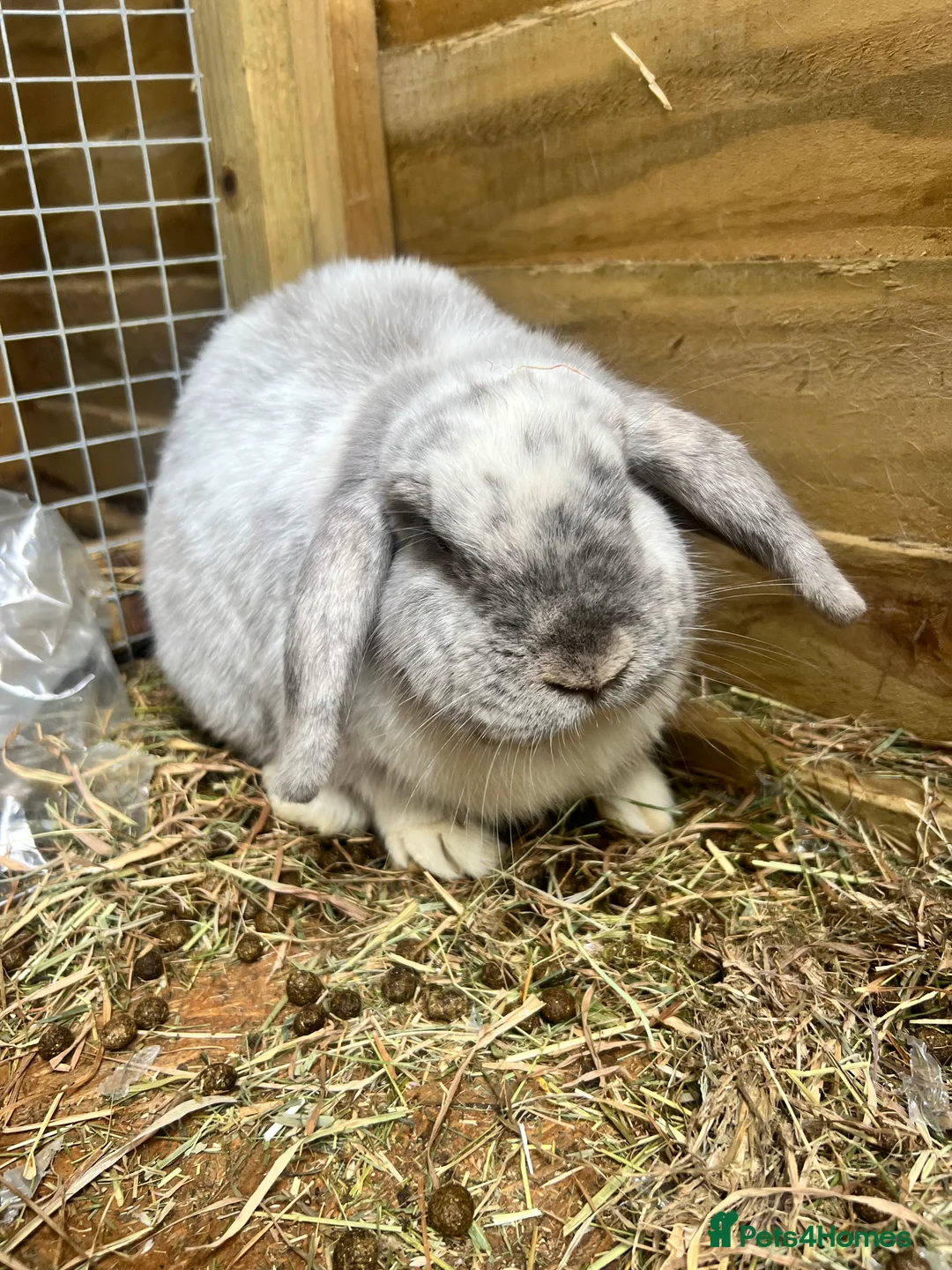 Mini Lop rabbits for sale: 3 bonded rabbits 🥰 in Saltash - Advert 2