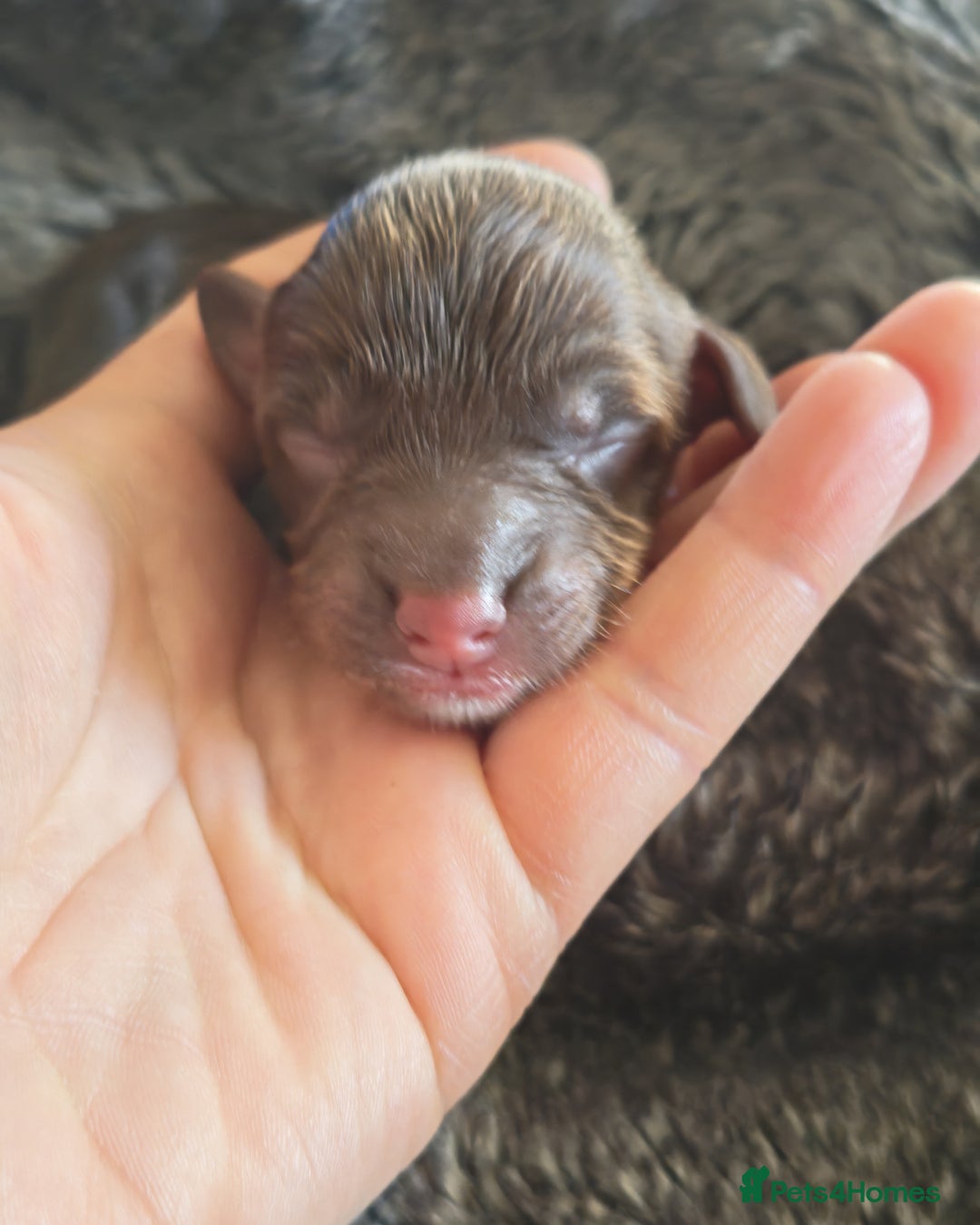 Cockapoo dogs for sale: Cockapoos F1 DNA Health tested patents - Advert 5