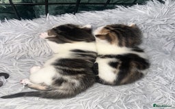 Domestic Shorthair cats for sale: 4 beautiful 3 week old kittens  in Rugeley - Image 7