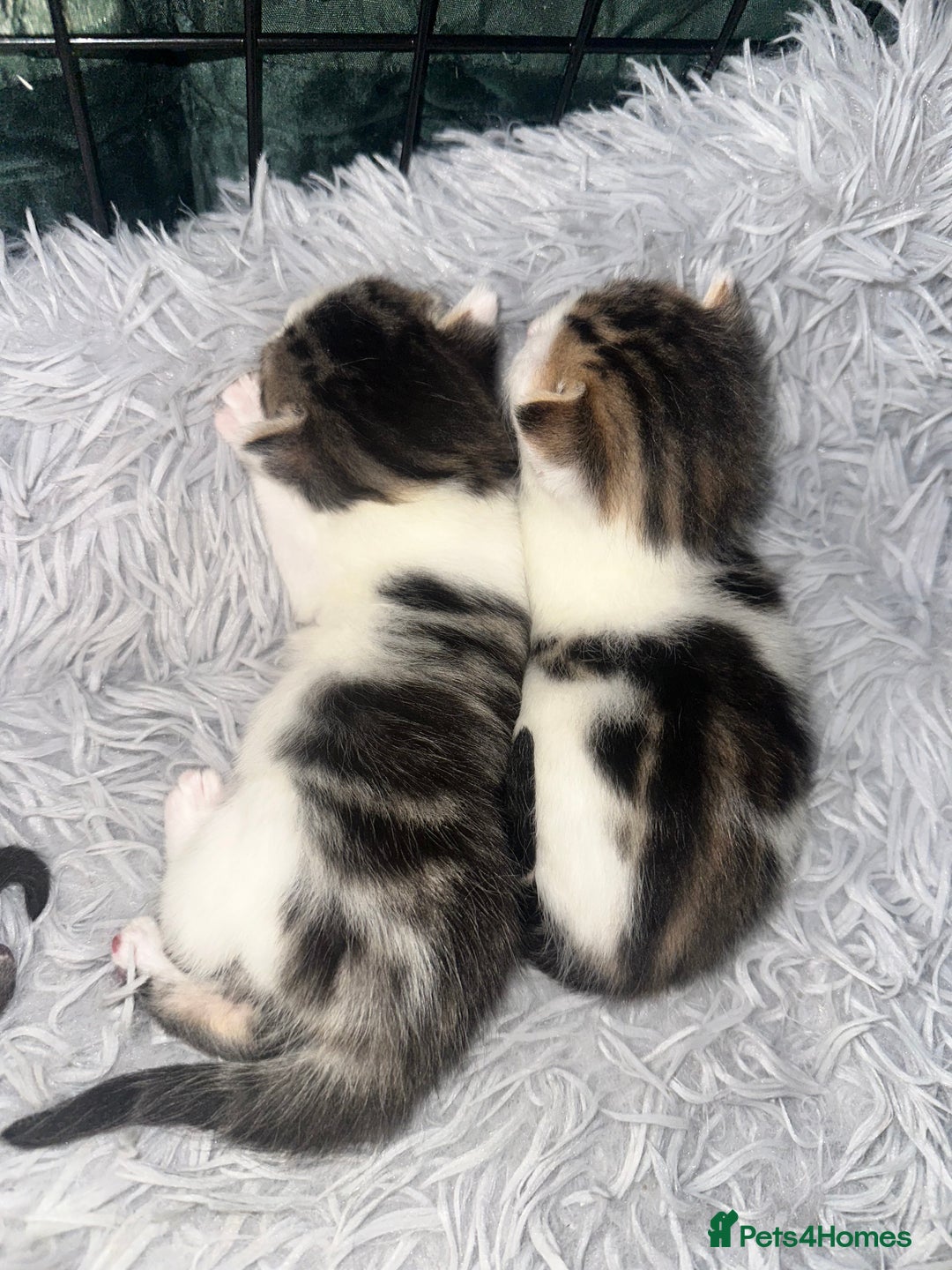 Domestic Shorthair cats for sale: 4 beautiful 3 week old kittens  in Rugeley - Image 7