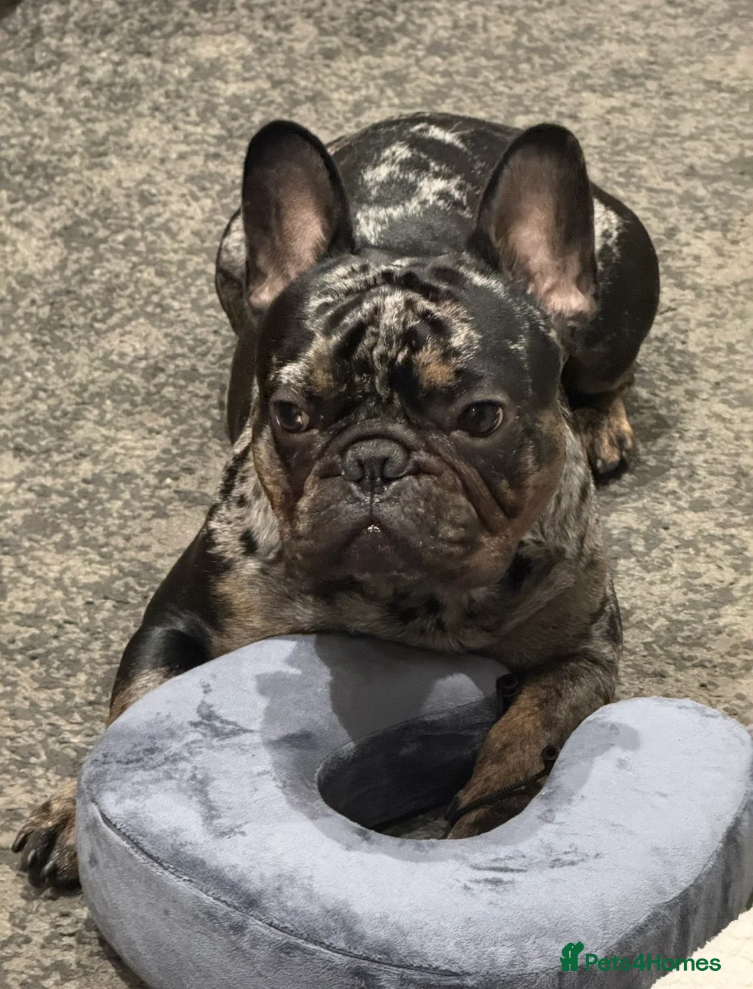 French Bulldog dogs for stud:  Merle French Bulldog Male Available for Stud 🐾 in London - Advert 2