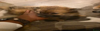 Pomeranian 2