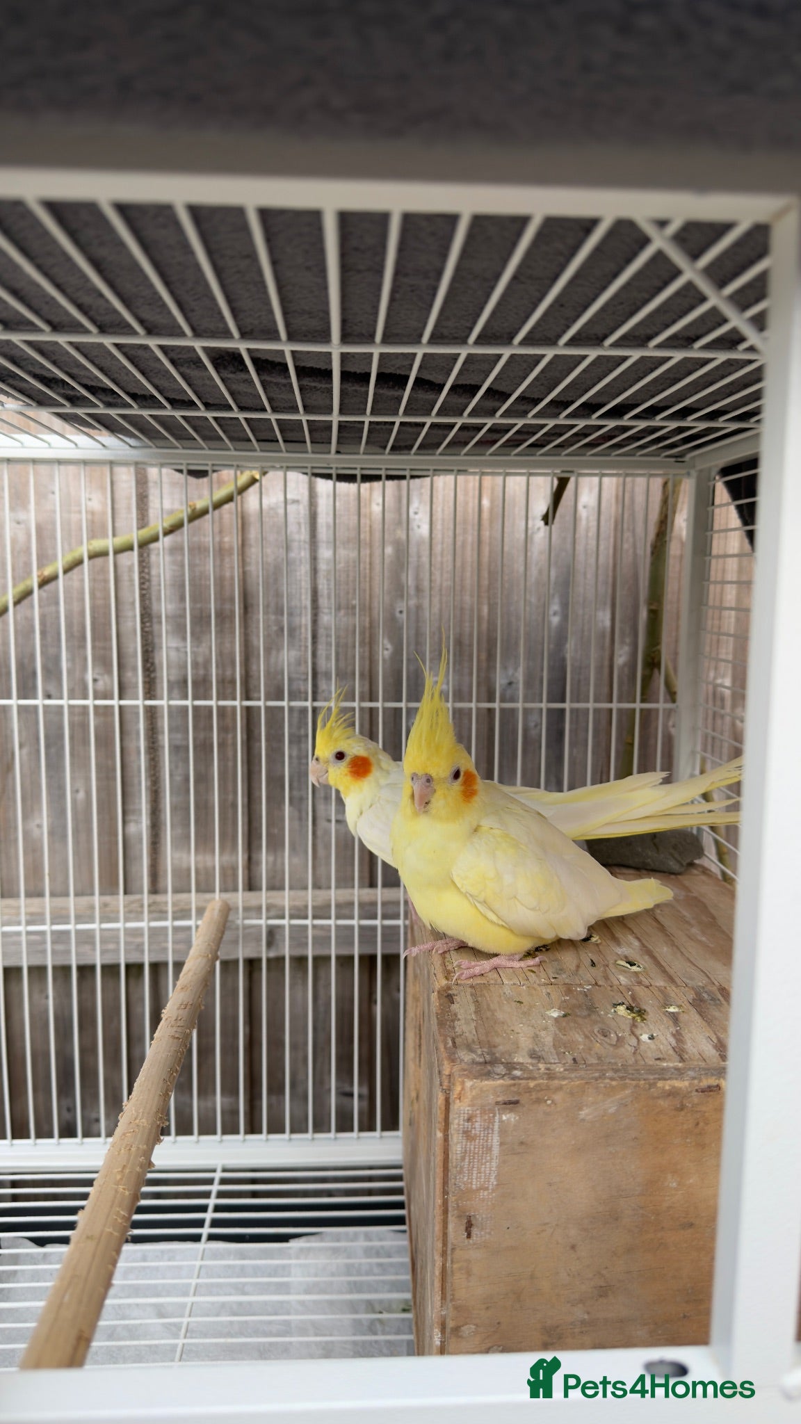 Cockatiels birds Bonded Cockatiel Pair - Advert 12