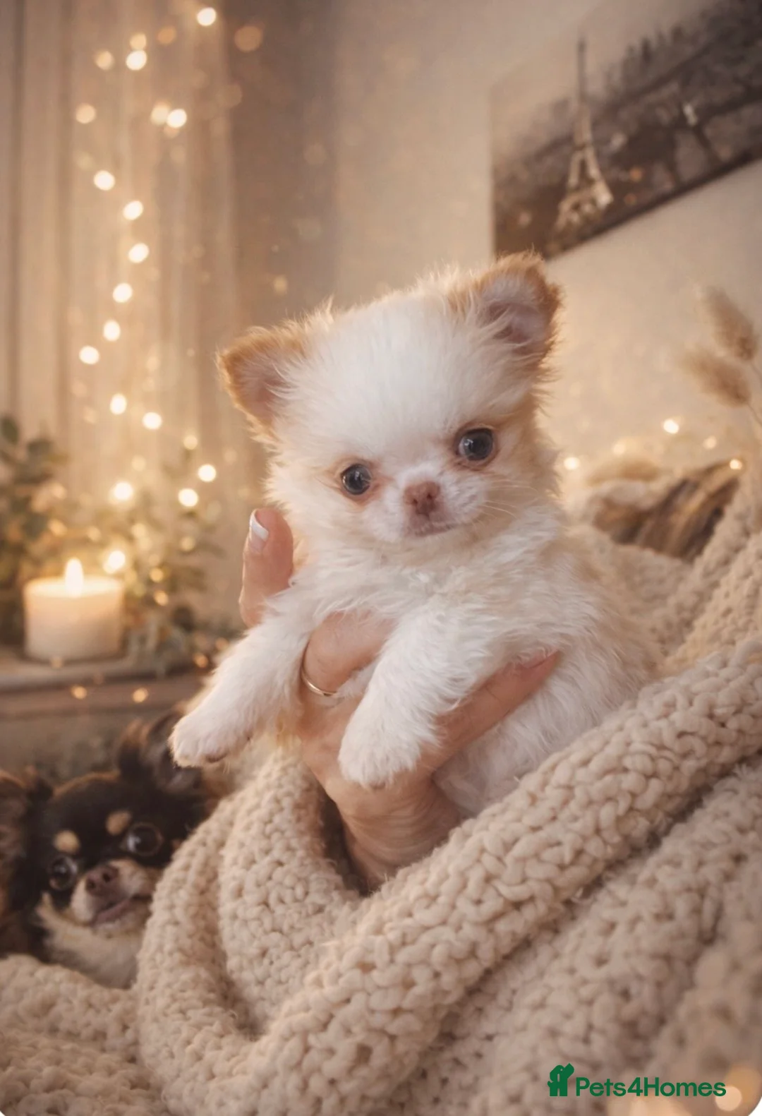 Chihuahua dogs for sale: Gorgeous  little  Longcoat Boy Kc 🌟🌟🌟🌟🌟 - Advert 3