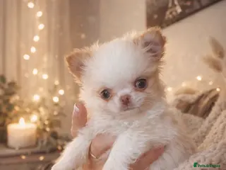 Chihuahua dogs Gorgeous little Longcoat Boy Kc 🌟🌟🌟🌟🌟 - Advert 1