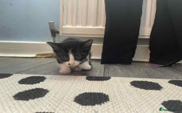 Maine Coon cats for sale: Kittens for sale  - Image 15