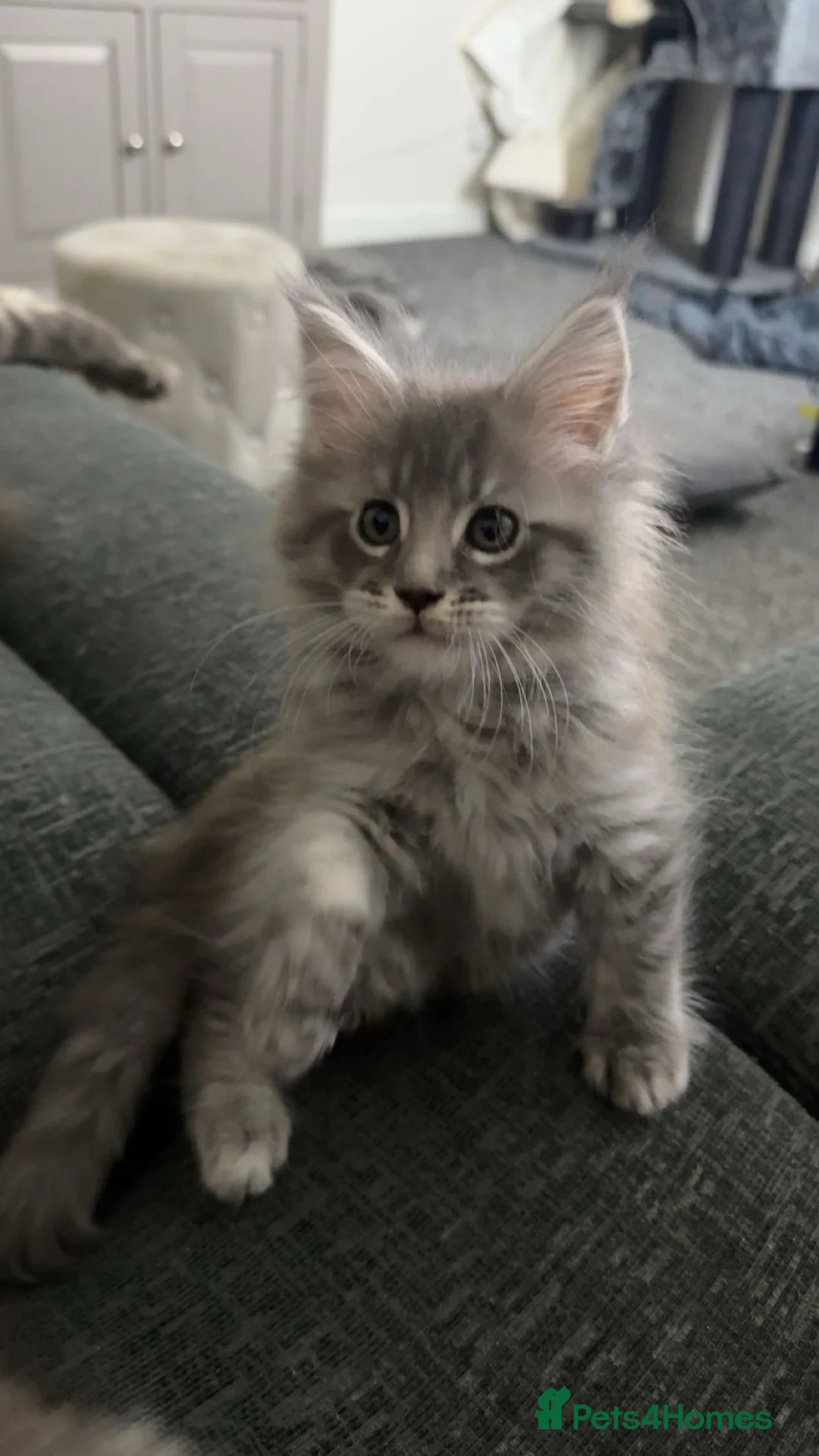 Maine Coon cats for sale: maine coon kittens  - Advert 2