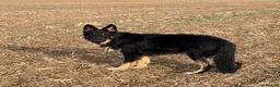 German Shepherd dogs for stud: ODIN PEDIGREE GERMAN SHEPHERD *PROVEN* - Advert 1