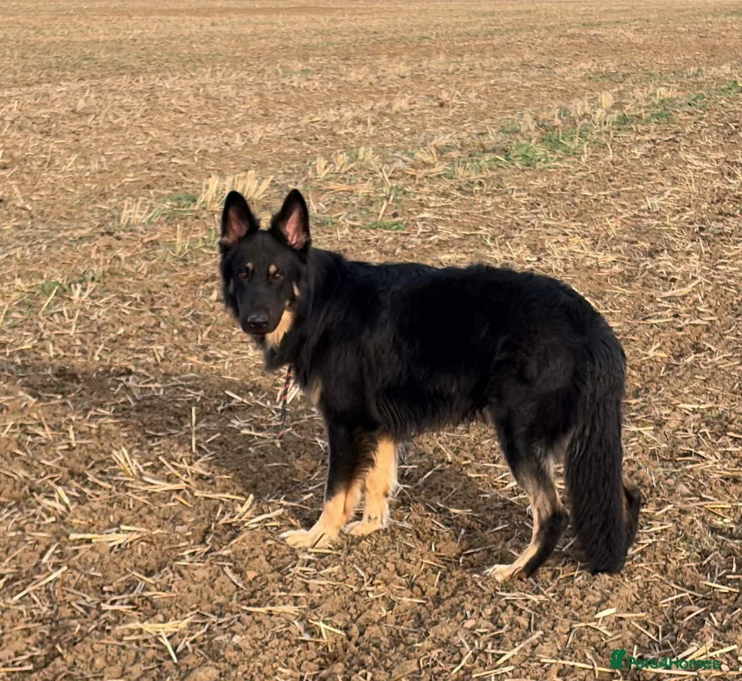 German Shepherd dogs for stud: ODIN PEDIGREE GERMAN SHEPHERD *PROVEN* - Advert 1