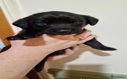 Labrador Retriever dogs for sale: KC Registered Black Lab (1 Girl, 1 boy remaining) - Image 27