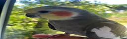 Cockatiels birds for sale: Lovely cockatiel waiting for a loving home  in Boston - Advert 3