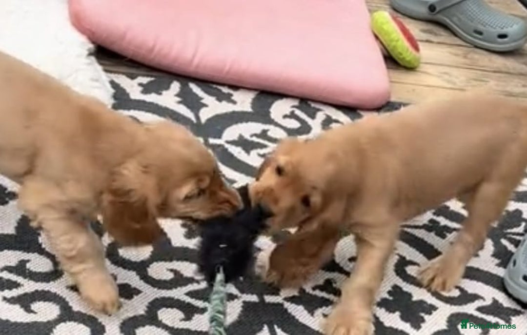 Cocker Spaniel dogs for sale: Cocker spaniel puppy’s  - Advert 6