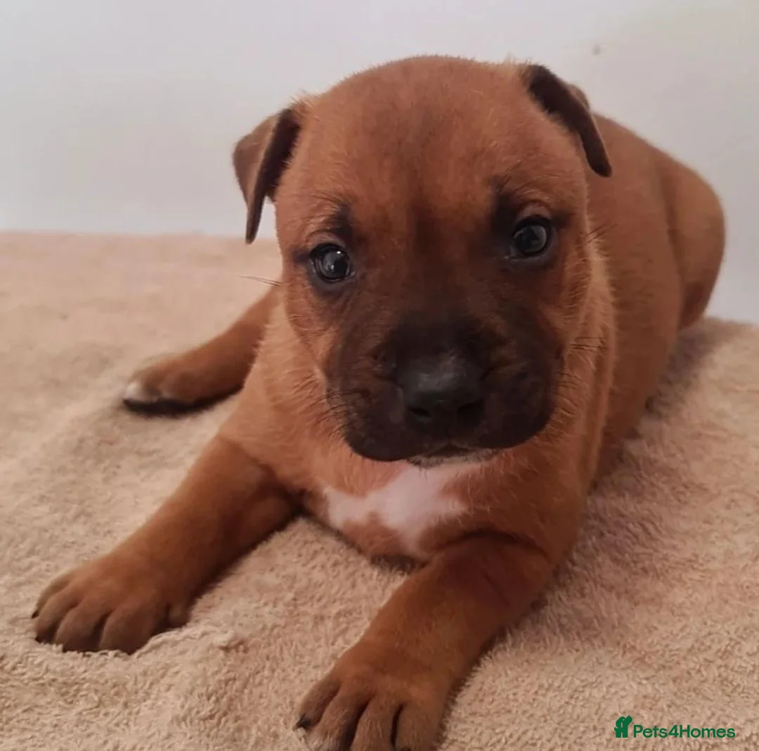 Staffordshire Bull Terrier dogs for sale: Gorgeous Red Staffordshire Bull Terrier Puppies. - Advert 6