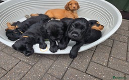 Cocker Spaniel dogs for sale: Mr Mark Hulme in Sandbach - Image 4