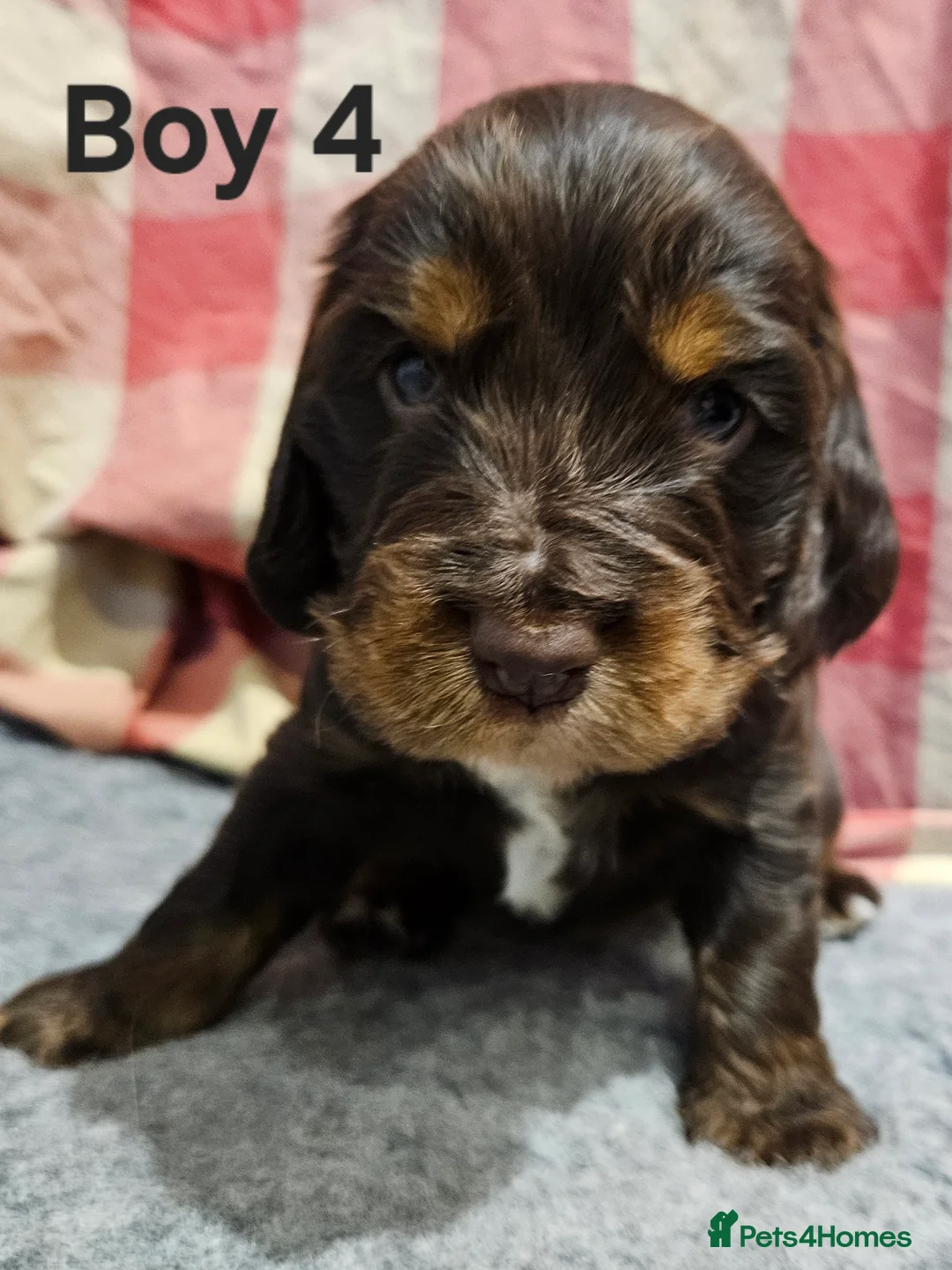 Cocker Spaniel dogs for sale: Gorgeous Show type Cocker Spaniel puppies - Advert 8